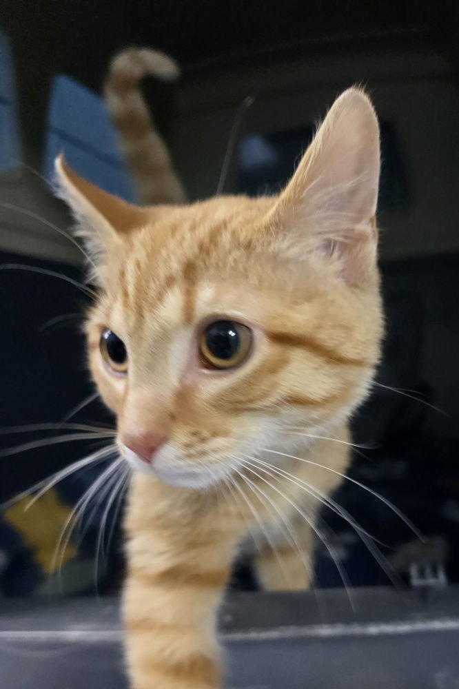 BENITO - Domestic Short Hair available for adoption