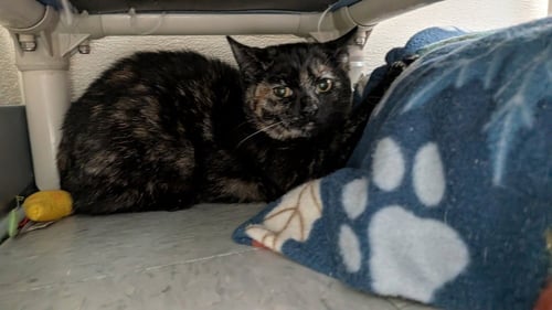 SAFFRON - Domestic Short Hair for adoption in Evansville