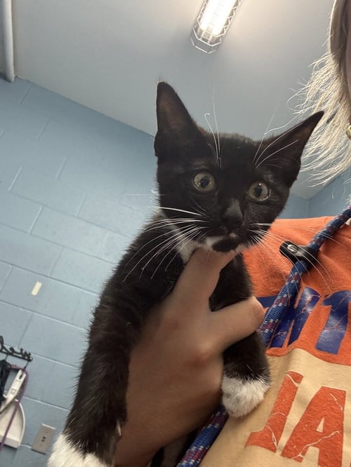OLIVIA GRACE - Domestic Short Hair available for adoption