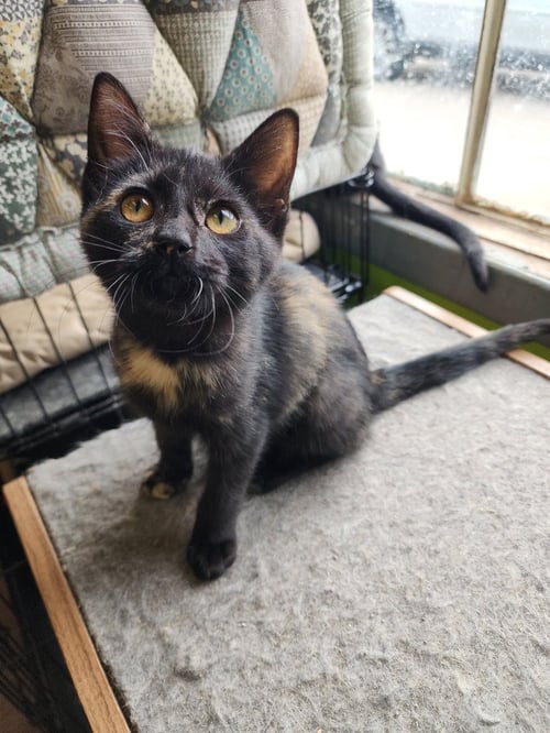 PRYTHIA - Domestic Short Hair available for adoption