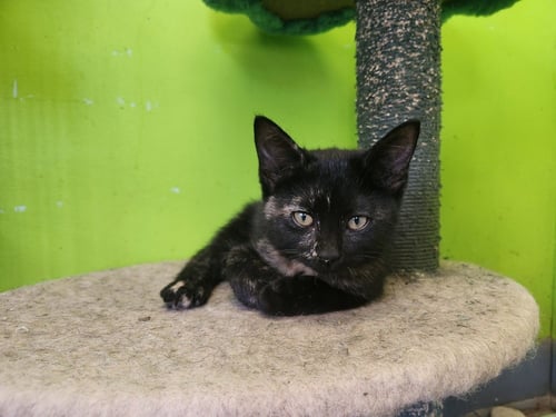 PRYTHIA - Domestic Short Hair available for adoption