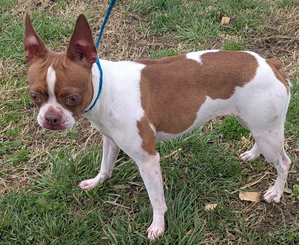NELLIE - Boston Terrier available for adoption