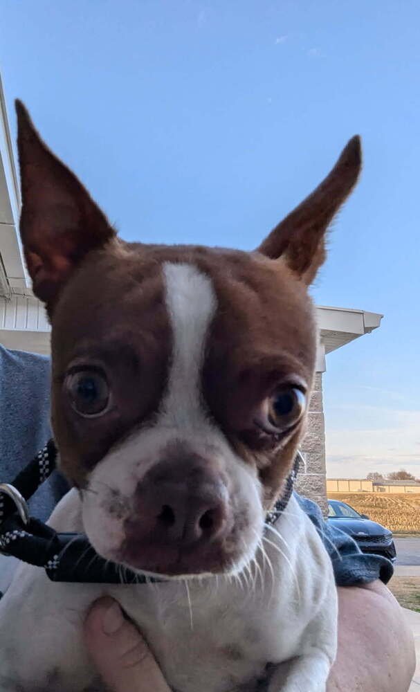 NELLIE - Boston Terrier available for adoption