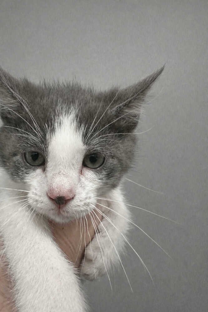 BENTLEE - Domestic Short Hair available for adoption