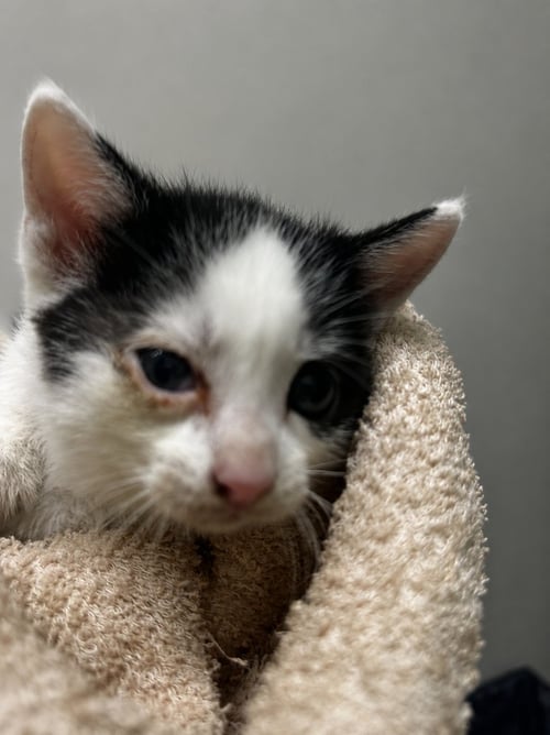 DEPUTY ASPHALT - Domestic Short Hair available for adoption