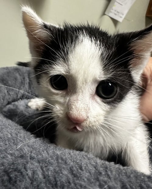 DEPUTY ASPHALT - Domestic Short Hair available for adoption
