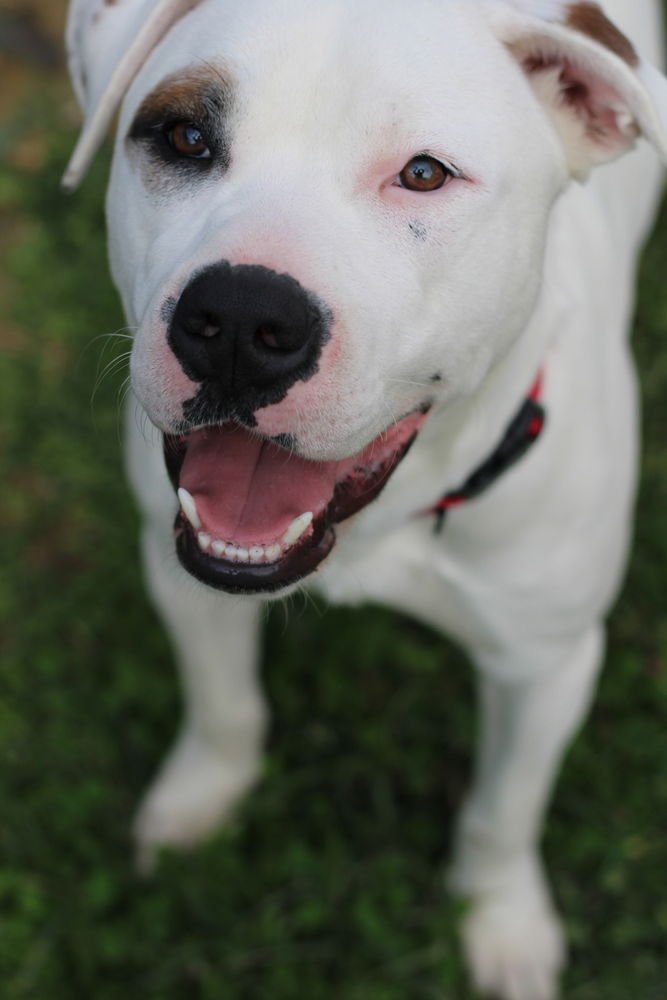 MURPHY - American Pit Bull Terrier available for adoption