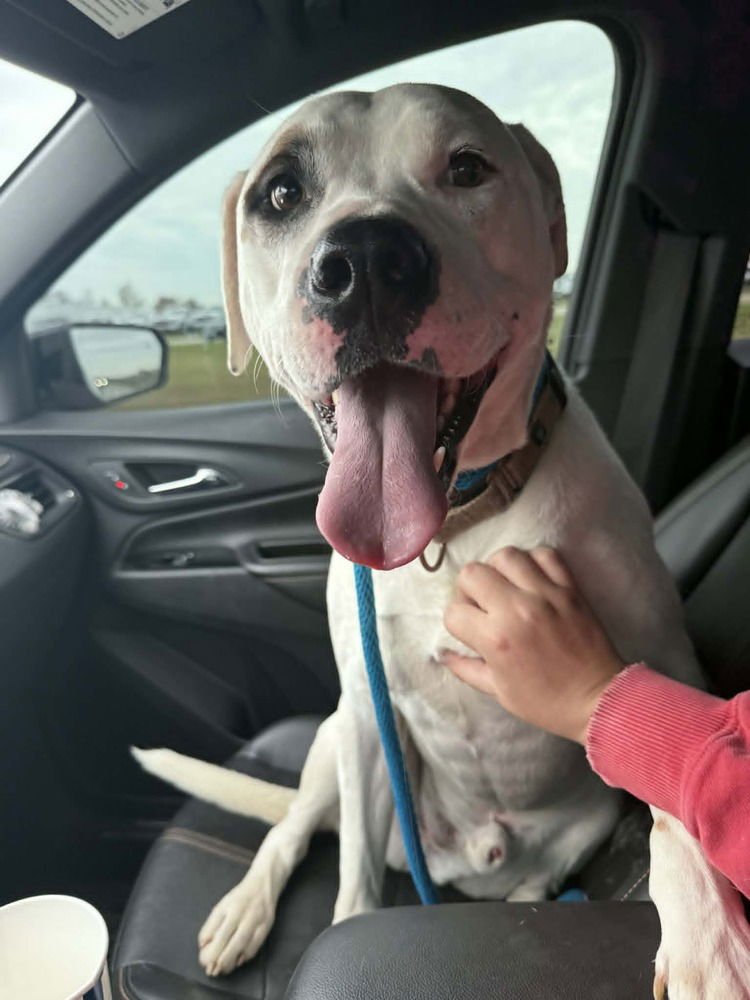 MURPHY - American Pit Bull Terrier available for adoption