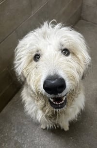 Scruffy - Photo 1
