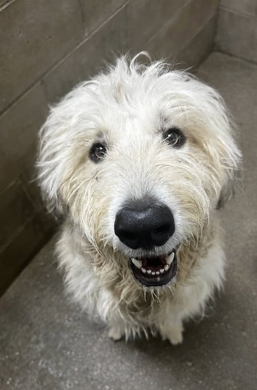 SCRUFFY - Great Pyrenees / Terrier available for adoption