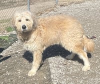Scruffy - Photo 2