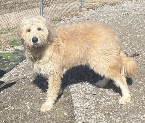 SCRUFFY - Great Pyrenees / Terrier available for adoption