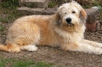 Scruffy - Photo 4
