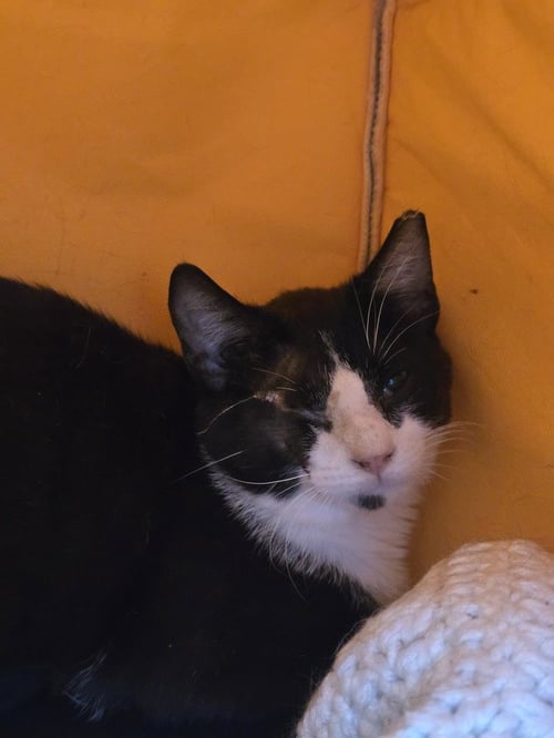 NEIMAN MARCUS - Domestic Short Hair available for adoption