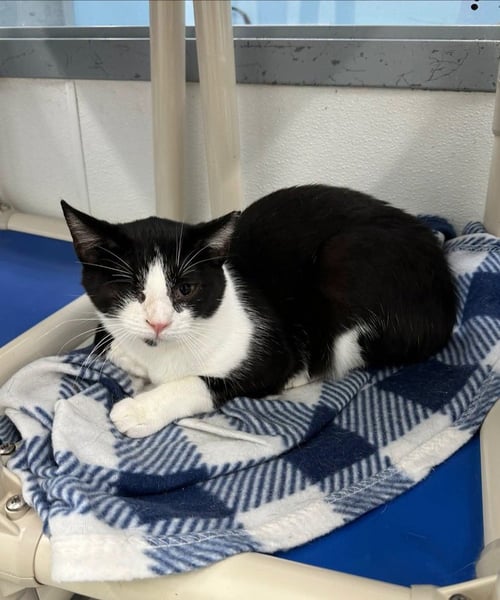 NEIMAN MARCUS - Domestic Short Hair available for adoption