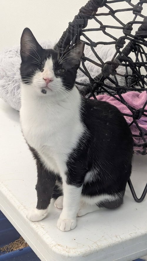 NEIMAN MARCUS - Domestic Short Hair available for adoption