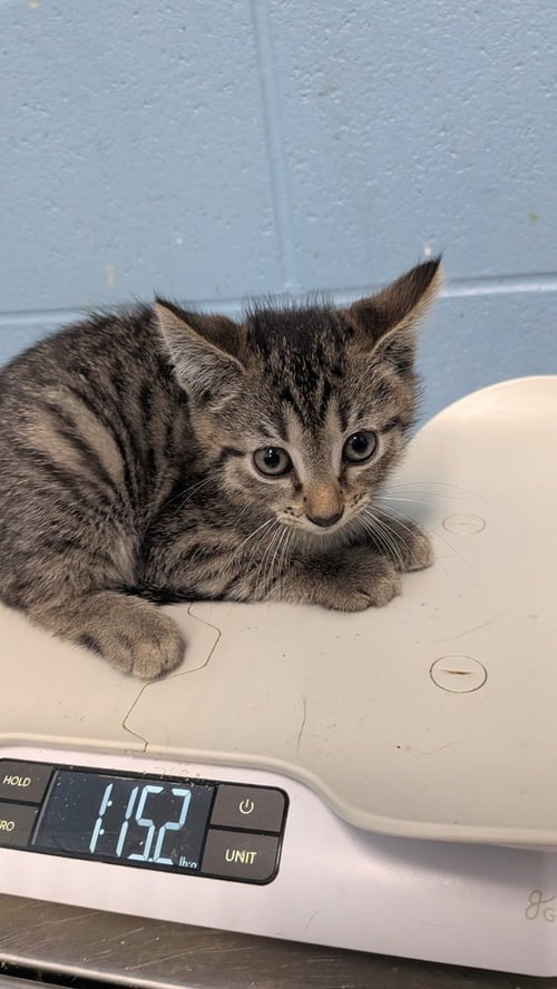AVA - Domestic Short Hair available for adoption