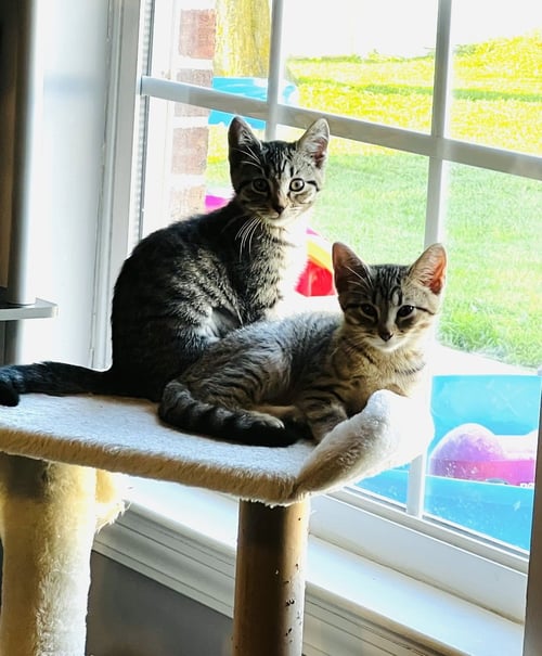 AVA - Domestic Short Hair available for adoption