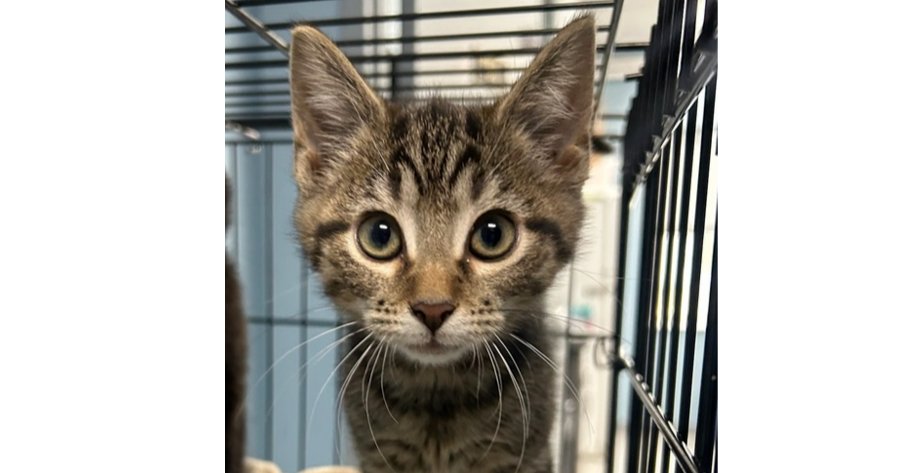 MINOTAR - Domestic Short Hair available for adoption