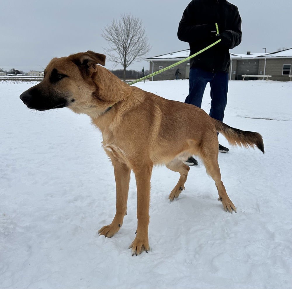 SHEP - Shepherd available for adoption
