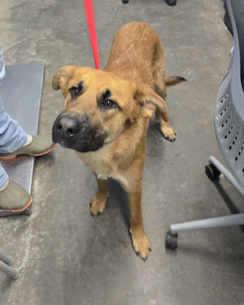 SHEP - Shepherd available for adoption