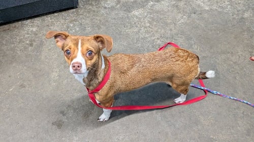 MINNIE - Chihuahua available for adoption