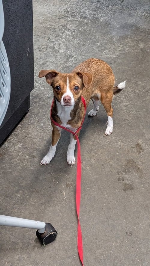MINNIE - Chihuahua available for adoption