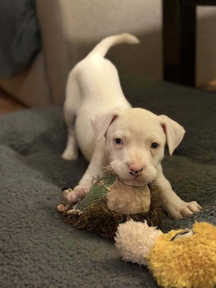 CLAWDIA - Boxer / Husky available for adoption