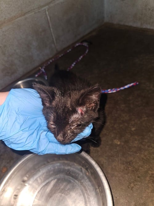 CHIRRUT - Domestic Short Hair available for adoption