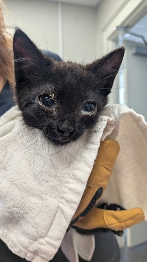 CHIRRUT - Domestic Short Hair available for adoption