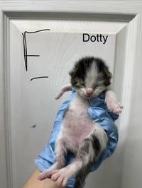 Dotty - Photo 3
