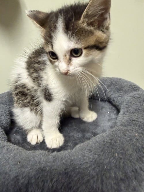 DOTTY - Domestic Short Hair available for adoption