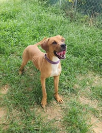 Rhett - Photo 3