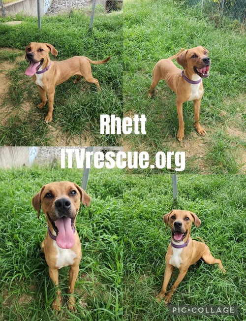 RHETT - Hound available for adoption