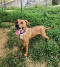 Rhett - Photo 2