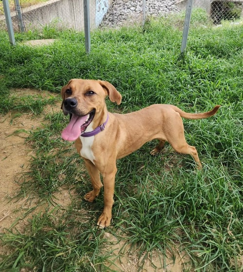 RHETT - Hound available for adoption