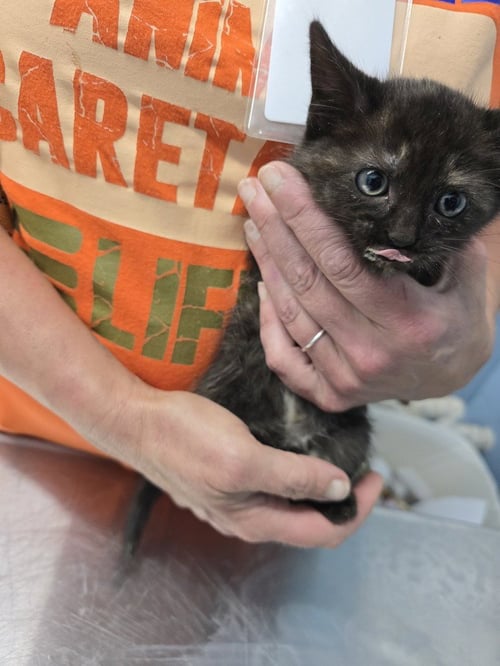 KMART - Domestic Short Hair available for adoption