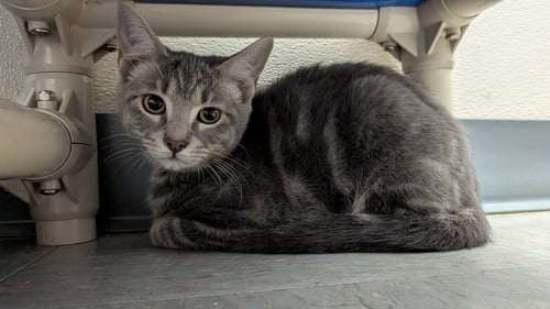 LYRA - Domestic Short Hair for adoption in Evansville