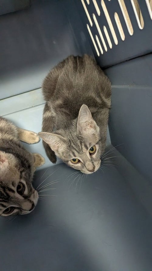 LYRA - Domestic Short Hair available for adoption