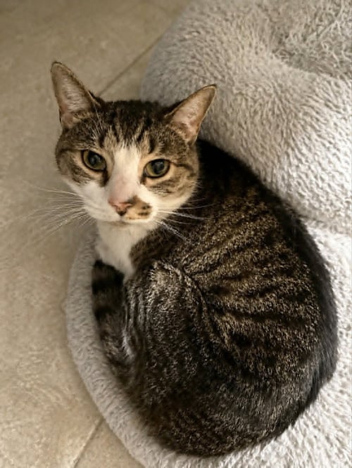 ISABELLA - Domestic Short Hair for adoption in Evansville