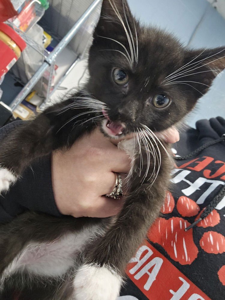 HISENSE - Domestic Short Hair available for adoption