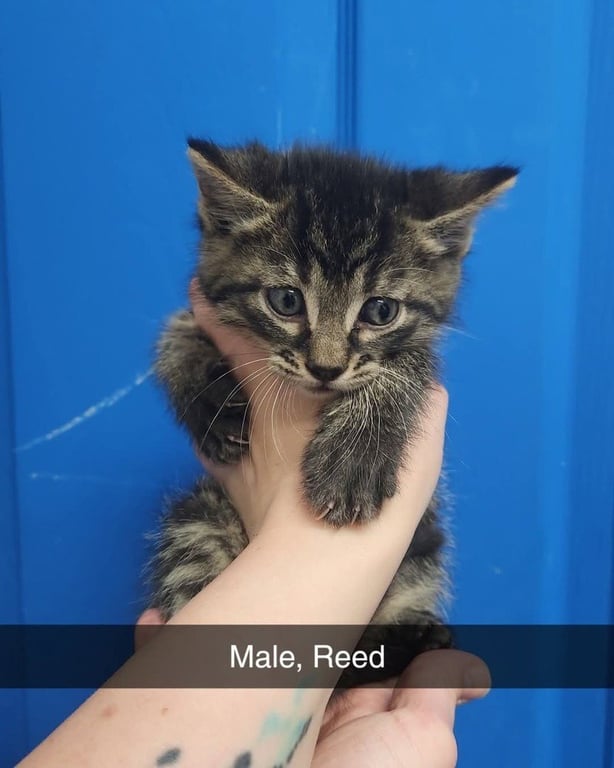 Reed Image