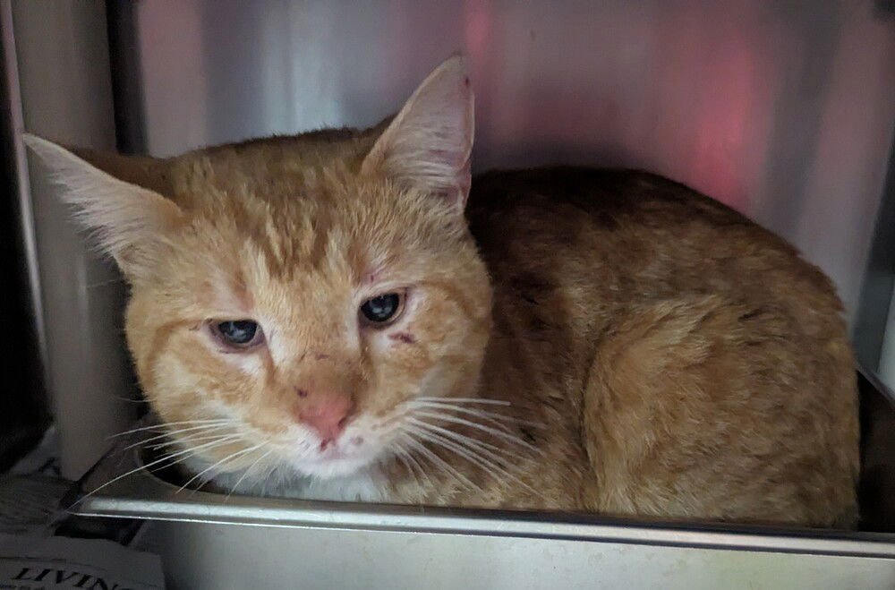 BRODERICK - Domestic Short Hair available for adoption