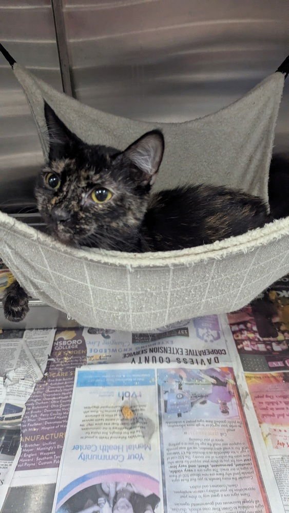 OLIVE OYL - Domestic Short Hair available for adoption