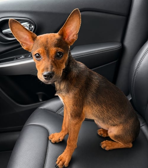 TIMMY - Dachshund / Terrier available for adoption