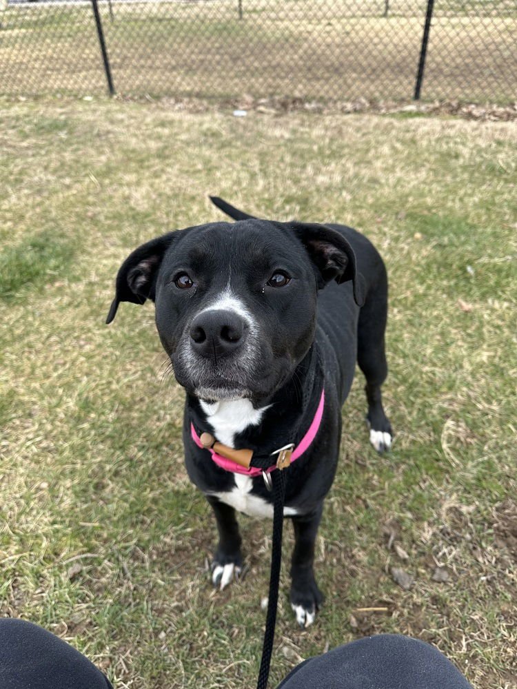 HERA "MEADOW - Pit Bull Terrier available for adoption