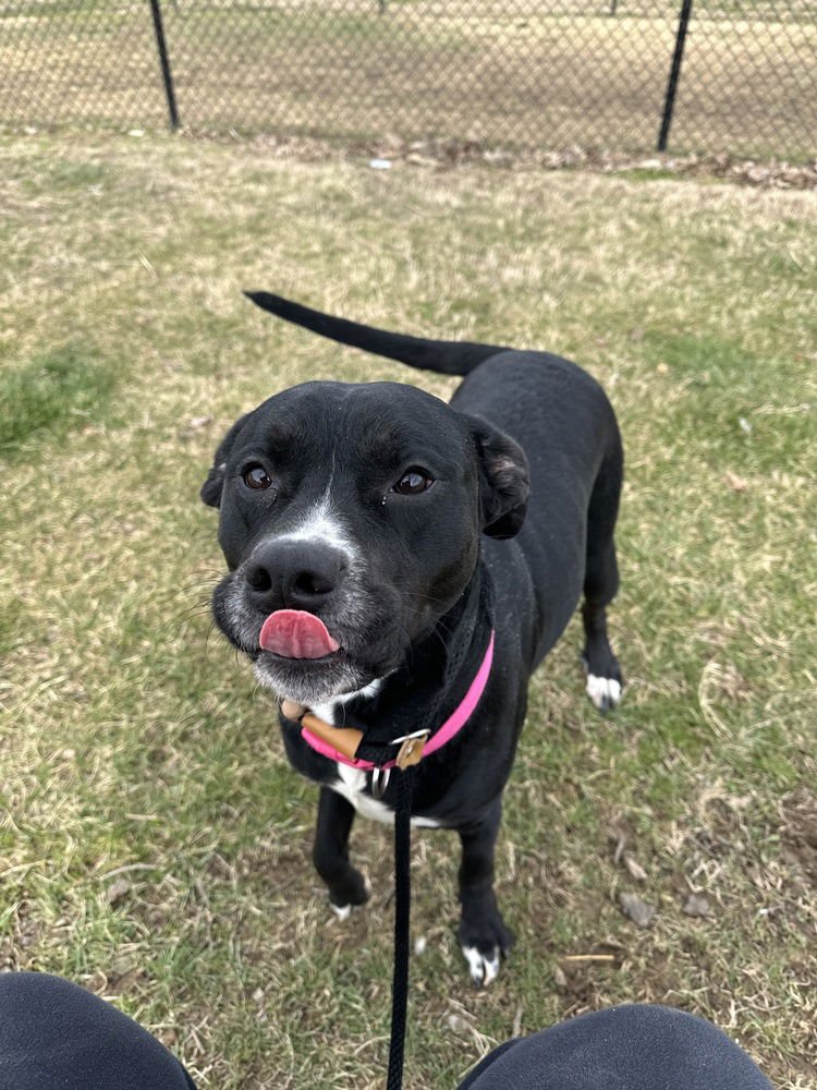 Hera "Meadow - Photo 3