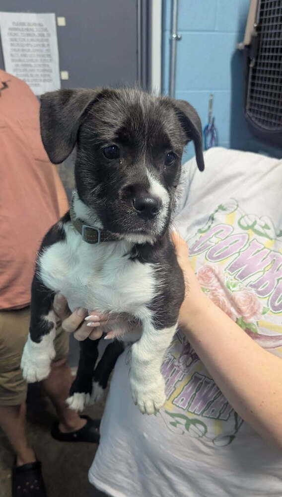 JACKJACK - Terrier available for adoption