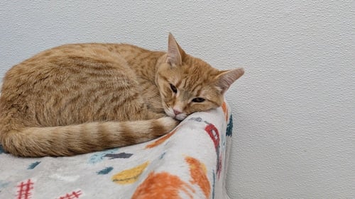 BLOOMINGDALE'S - Domestic Short Hair available for adoption