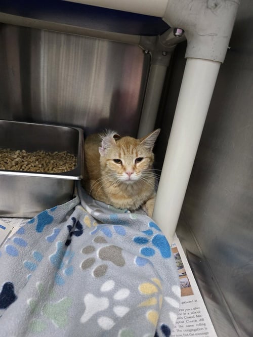 BLOOMINGDALE'S - Domestic Short Hair available for adoption